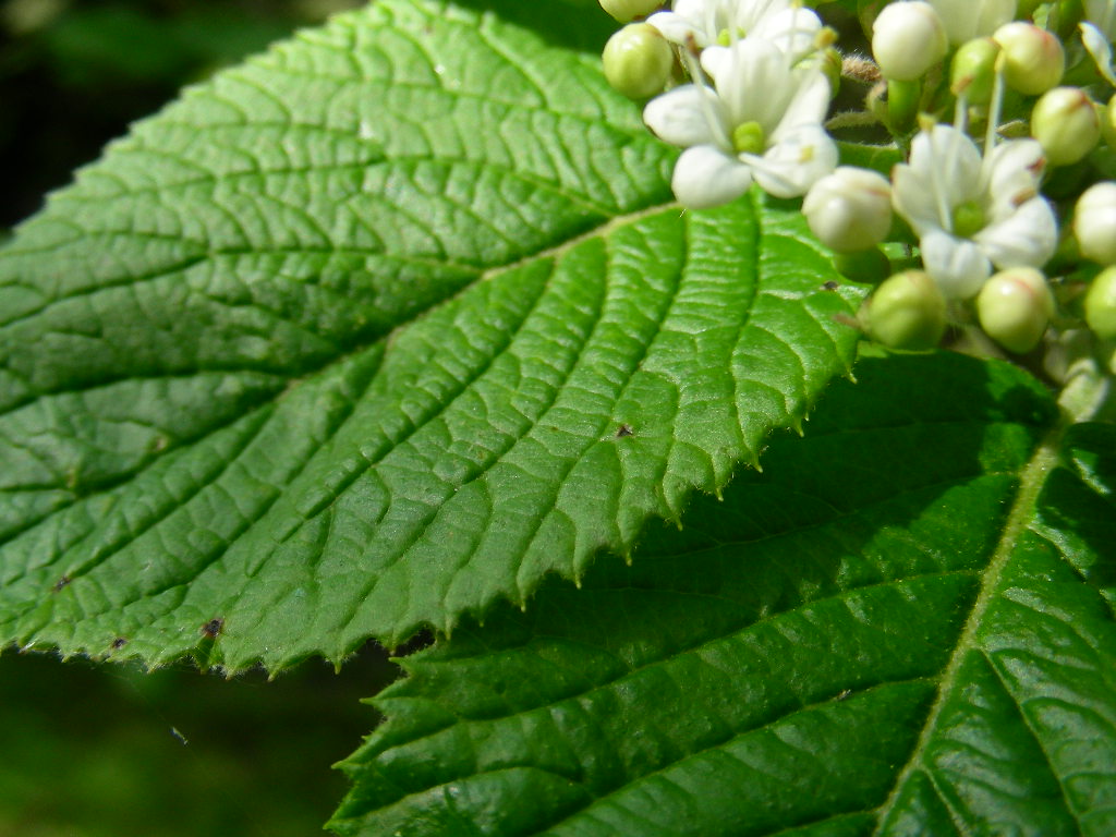 Viburnum lantana / Viburno lantana